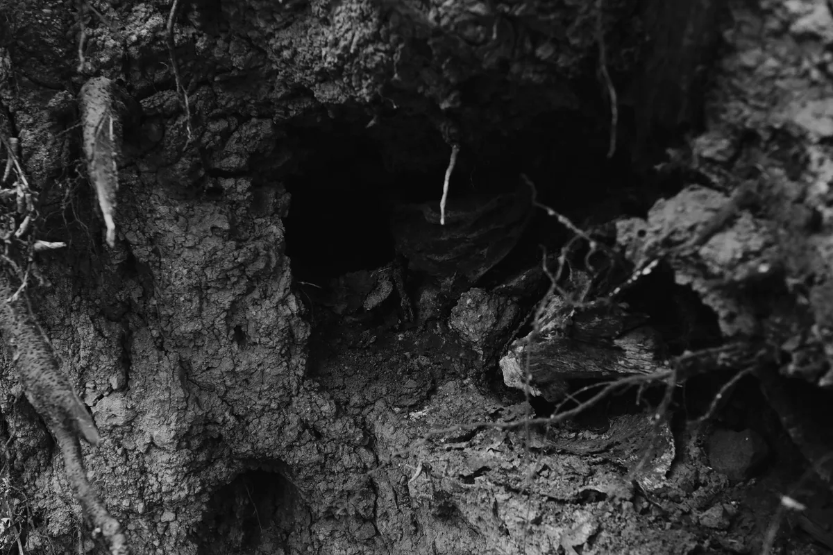 arborvitae root ball planting hole