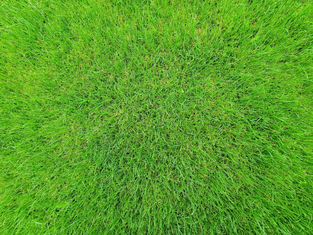 best time of year to aerate lawn