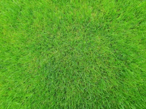 best time of year to aerate lawn