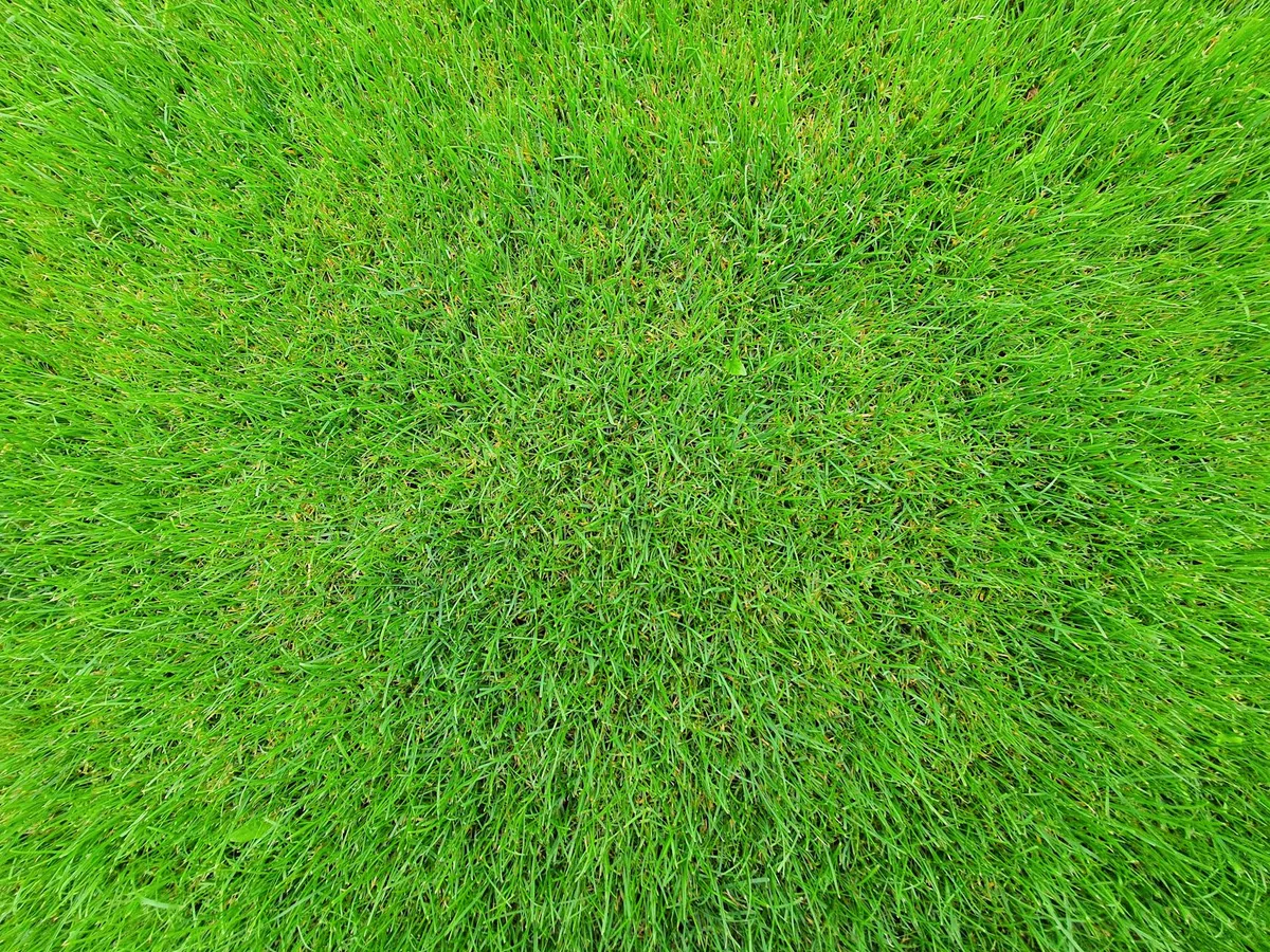 best time of year to aerate lawn