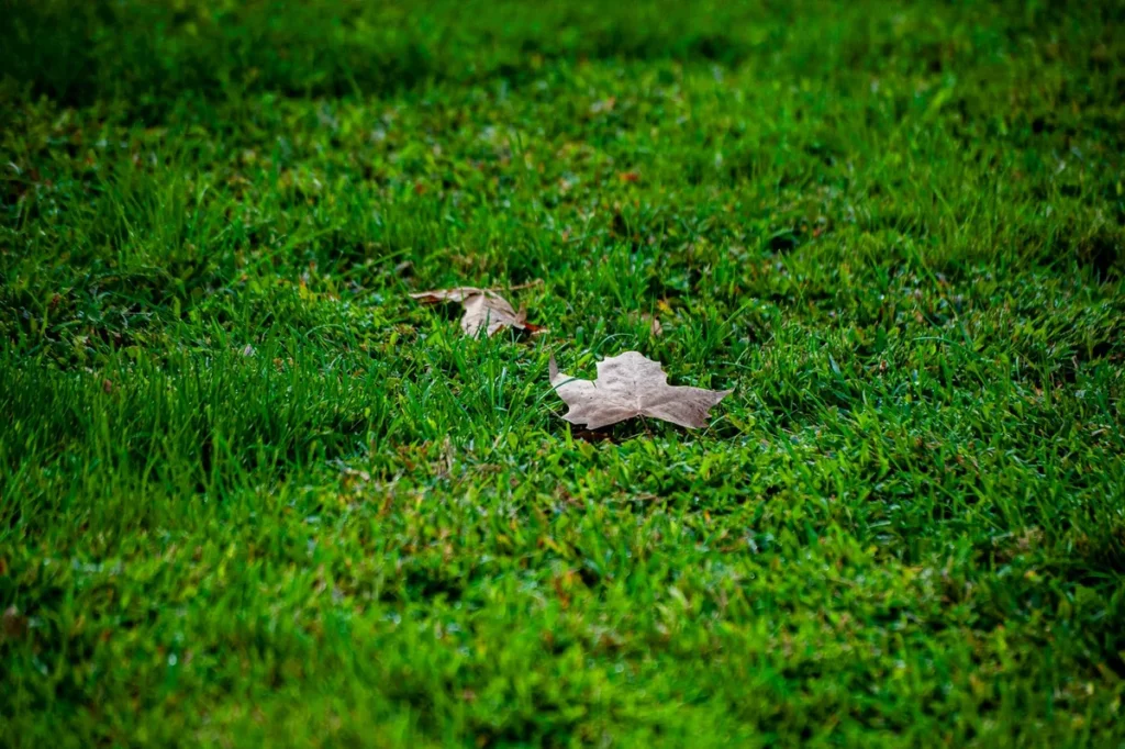 best time of year to aerate your lawn