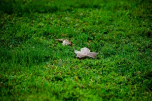 best time of year to aerate your lawn