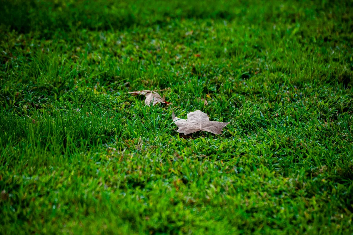 best time of year to aerate your lawn
