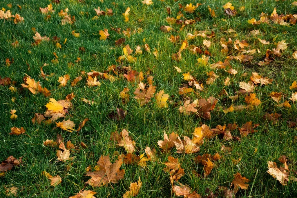 best time to overseed lawn in midwest
