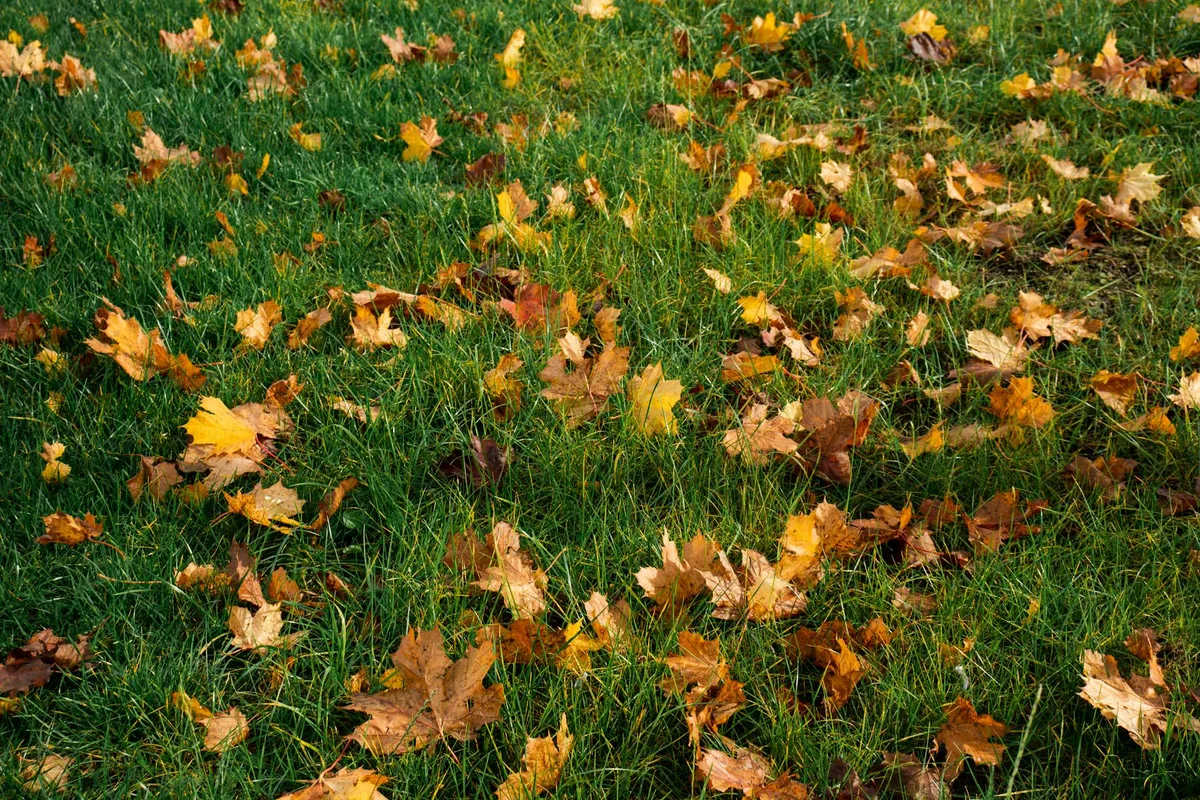 best time to overseed lawn in midwest