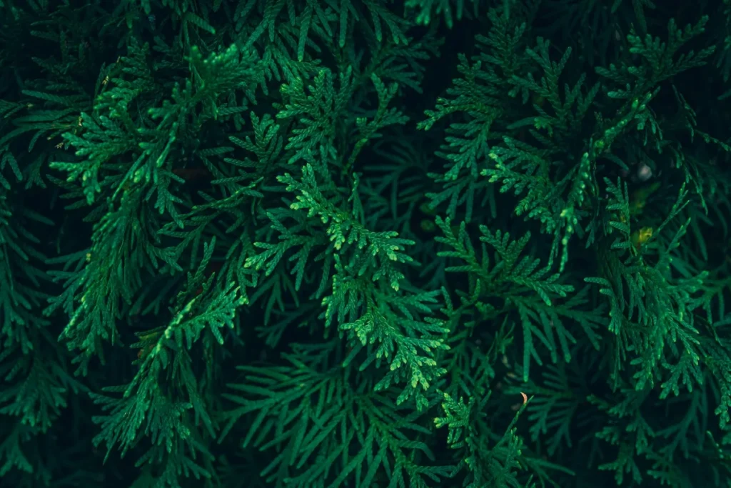 best time to plant arborvitae in michigan