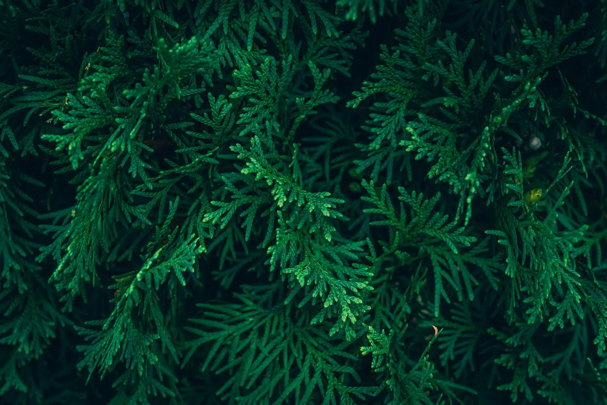 best time to plant arborvitae in michigan