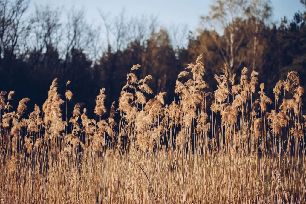 best time to plant fescue in georgia