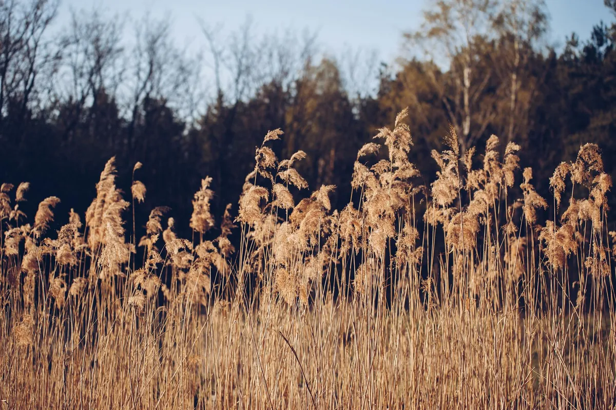 best time to plant fescue in georgia
