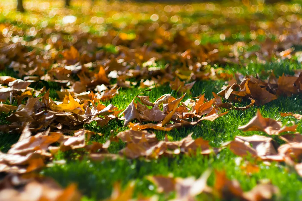 best time to plant grass seed in massachusetts