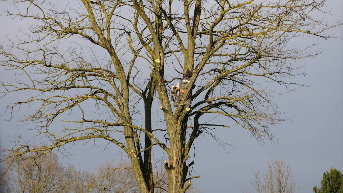 best time to prune bradford pear trees