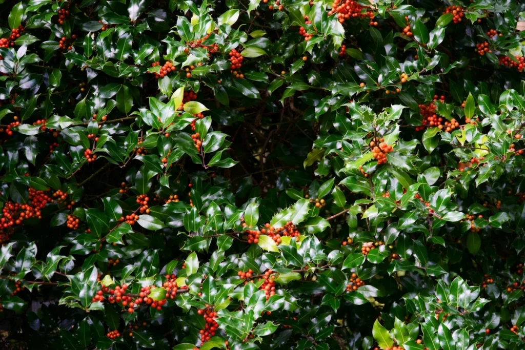 best time to prune holly bushes