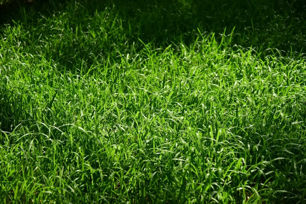 best time to seed kentucky bluegrass
