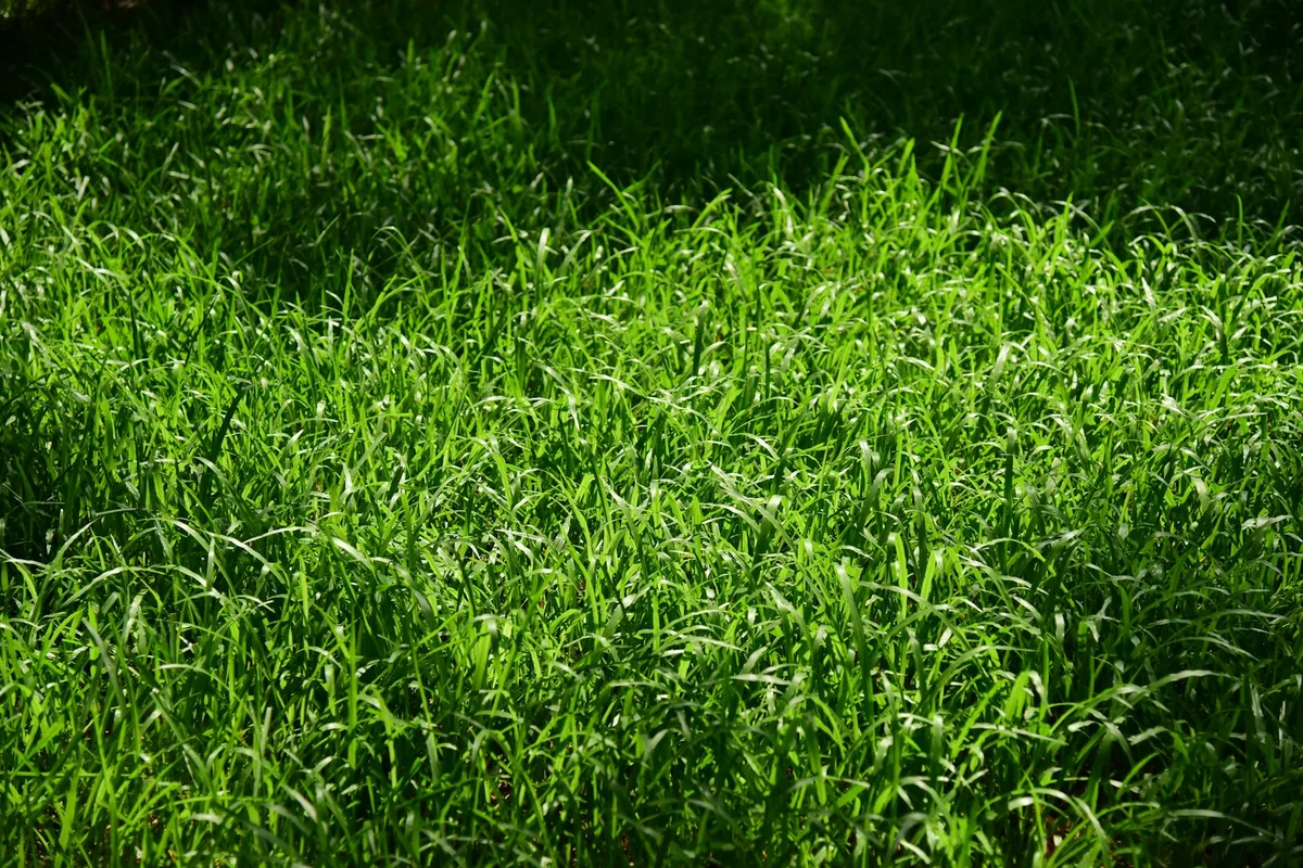 best time to seed kentucky bluegrass