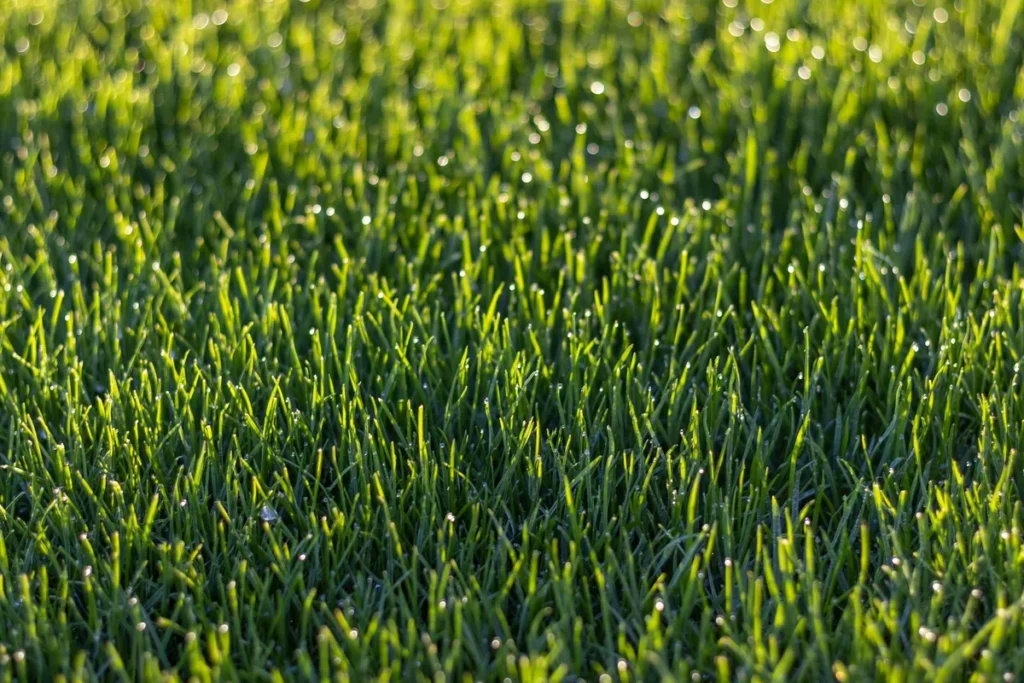 best time to water fescue grass