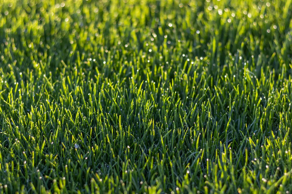 best time to water fescue grass