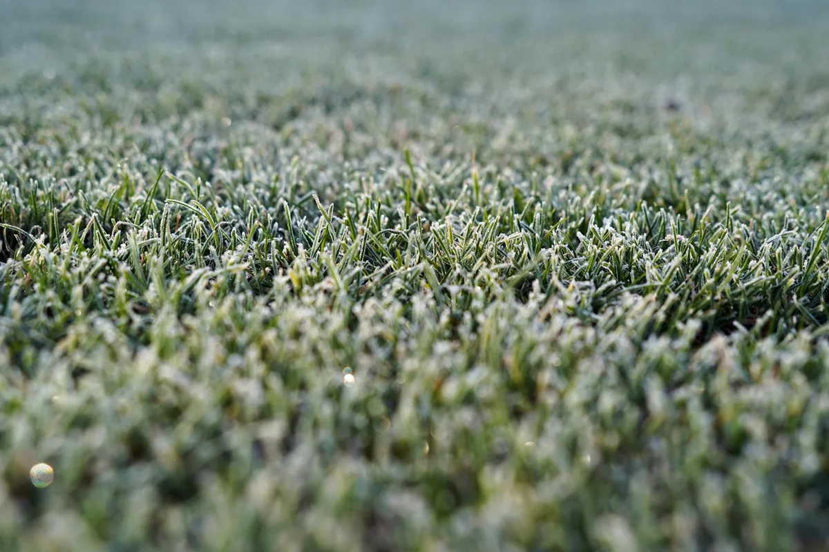 cool-season vs warm-season grass