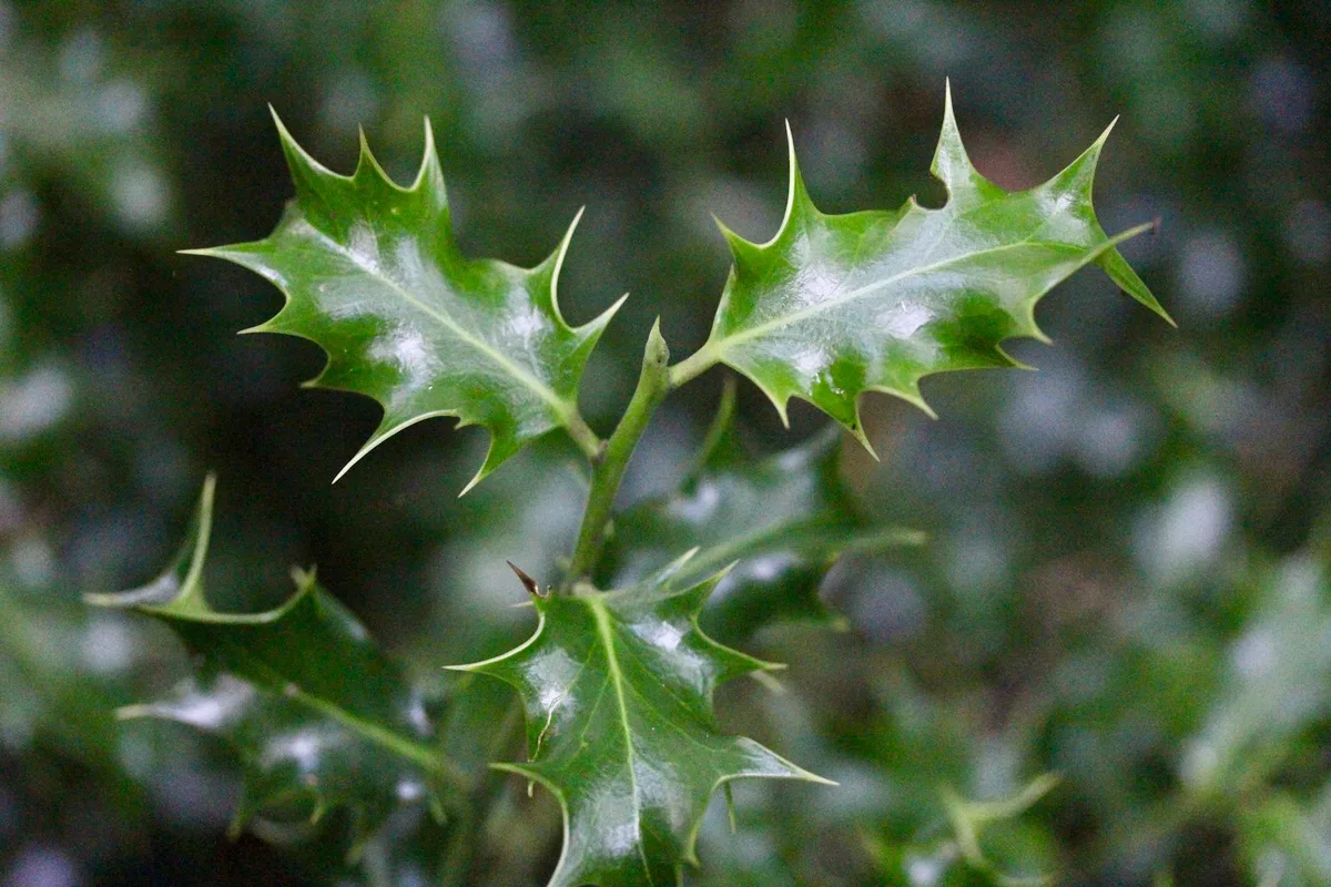 evergreen holly vs deciduous holly