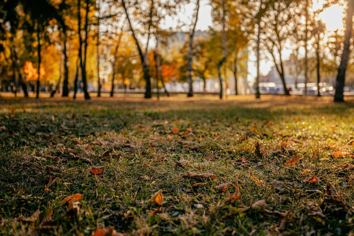grass growth cycles