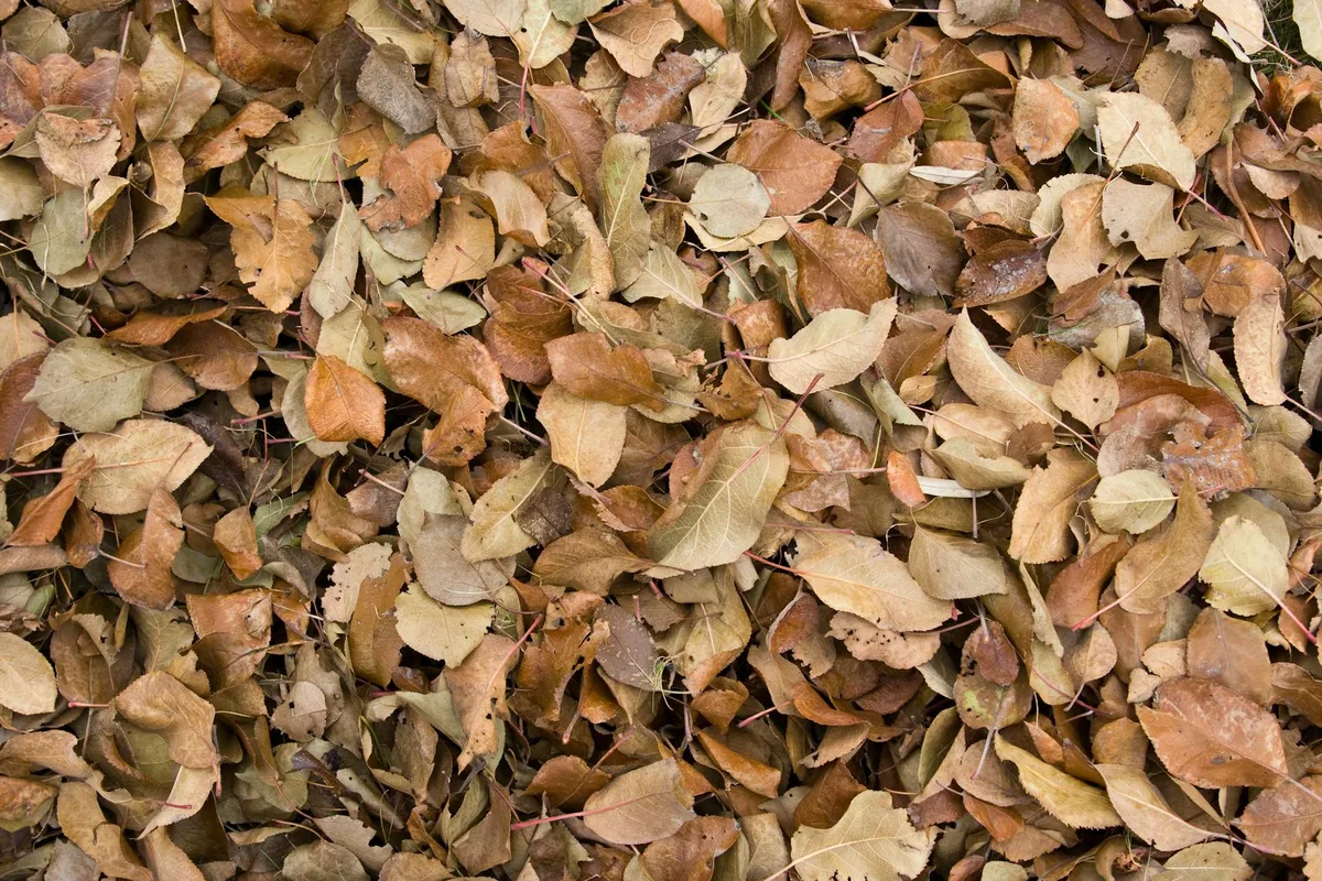 leaf vacuum with bagging attachment