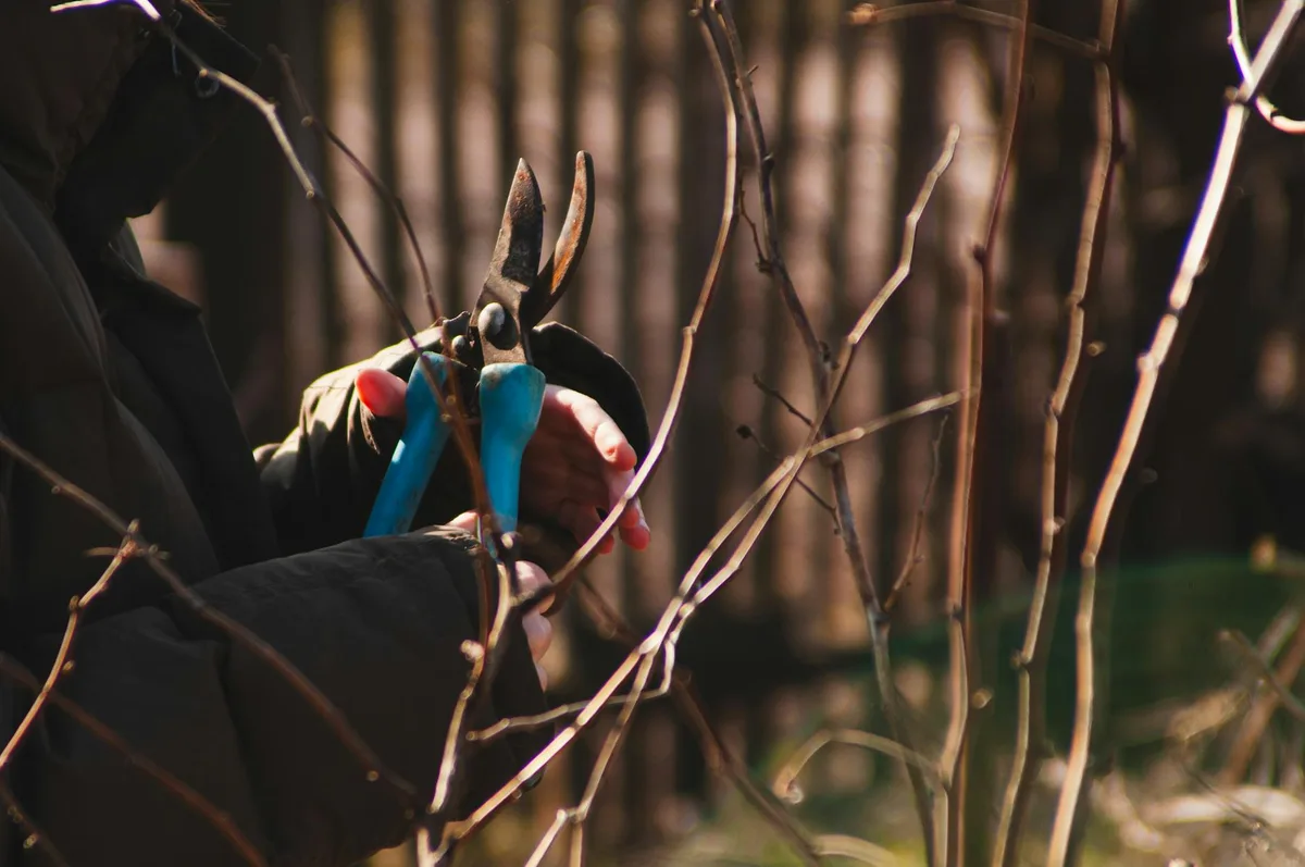 pruning shears cutting holly branch