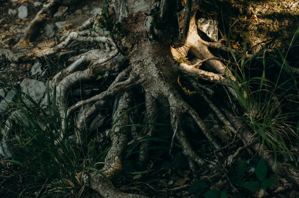 rhododendron root ball