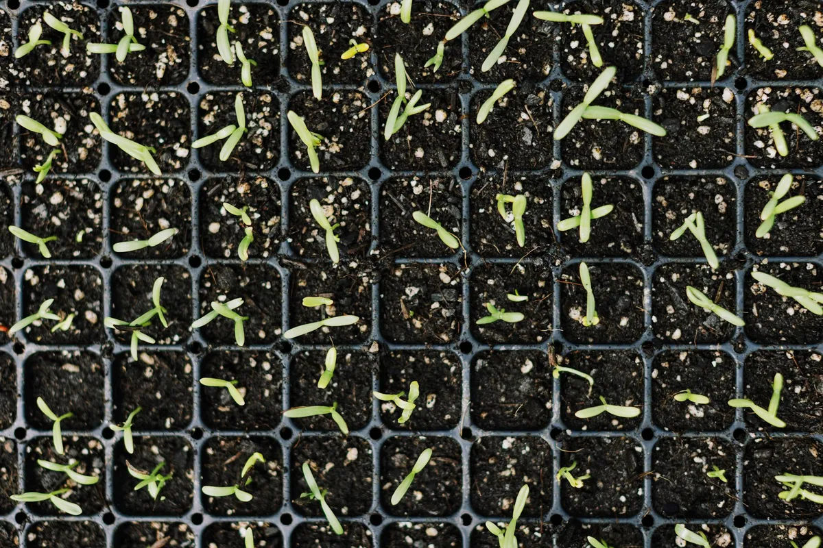 soil temperature grass germination