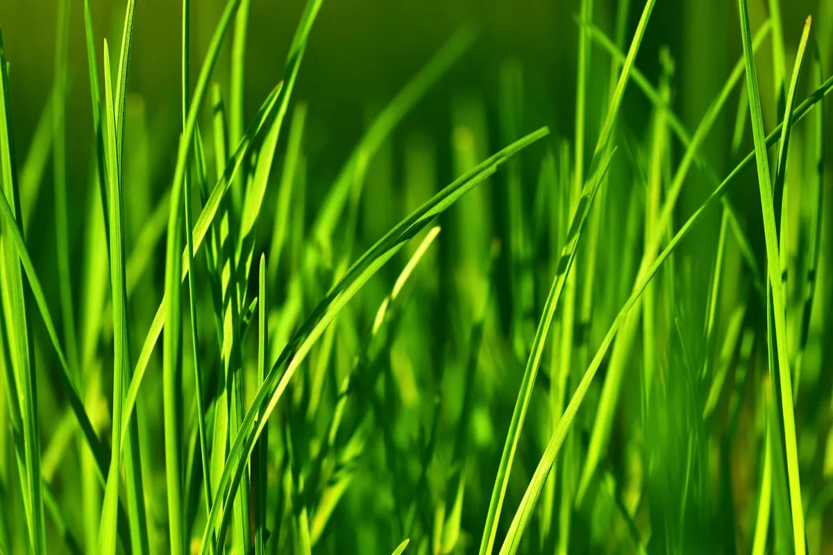 tall fescue vs fine fescue