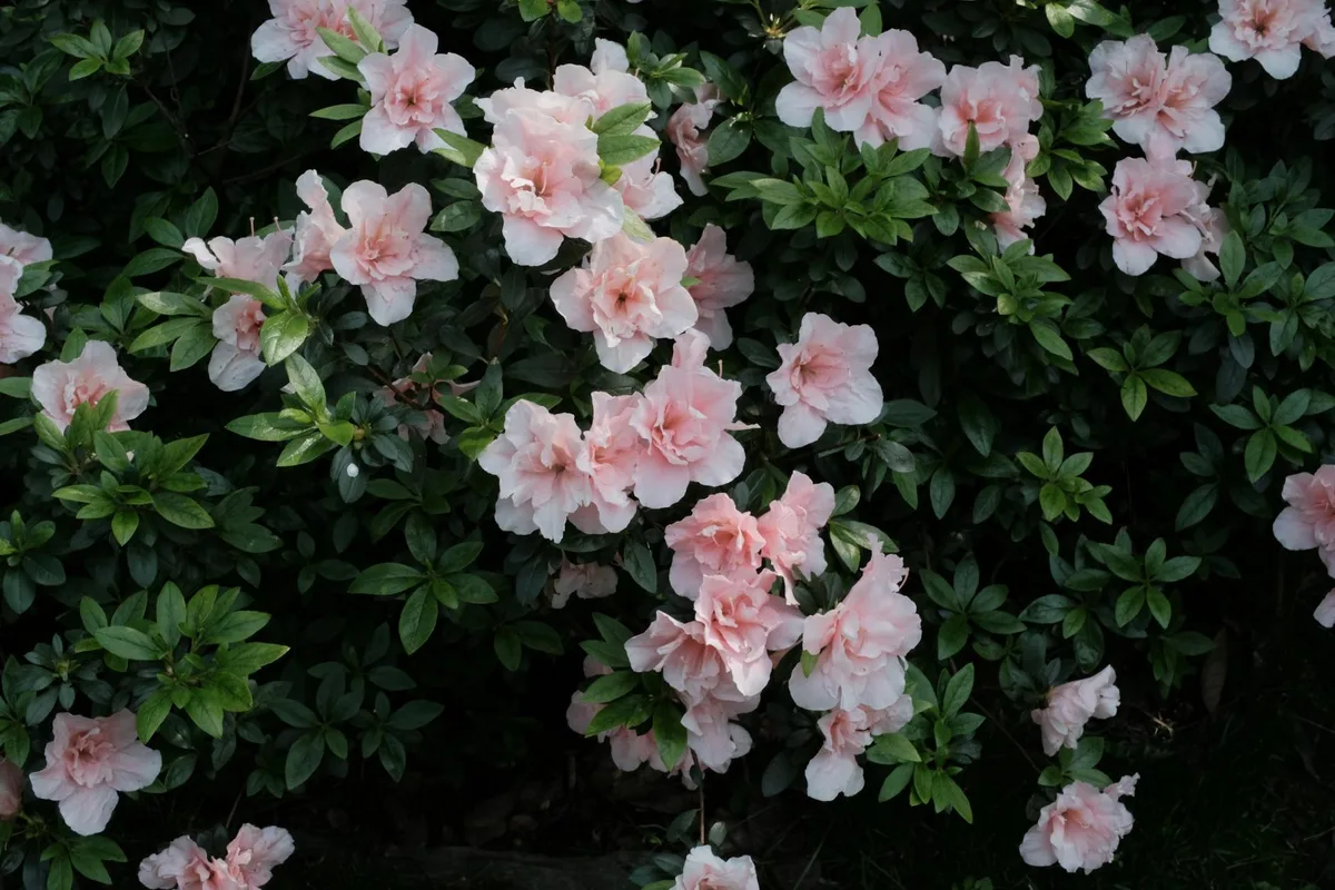transplanting container-grown rhododendron